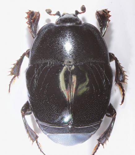 Réf. 243 484 : Saprinus caerulescens